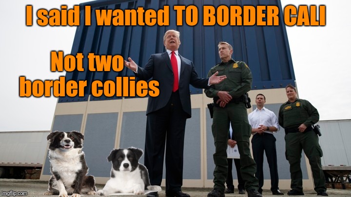 It Was A Bad Phone Connection | I said I wanted TO BORDER CALI; Not two border collies | image tagged in donald trump,border collie,border wall | made w/ Imgflip meme maker