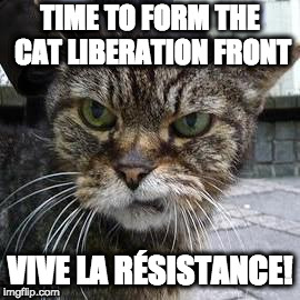 Angry Cat | TIME TO FORM THE CAT LIBERATION FRONT VIVE LA RÉSISTANCE! | image tagged in angry cat | made w/ Imgflip meme maker