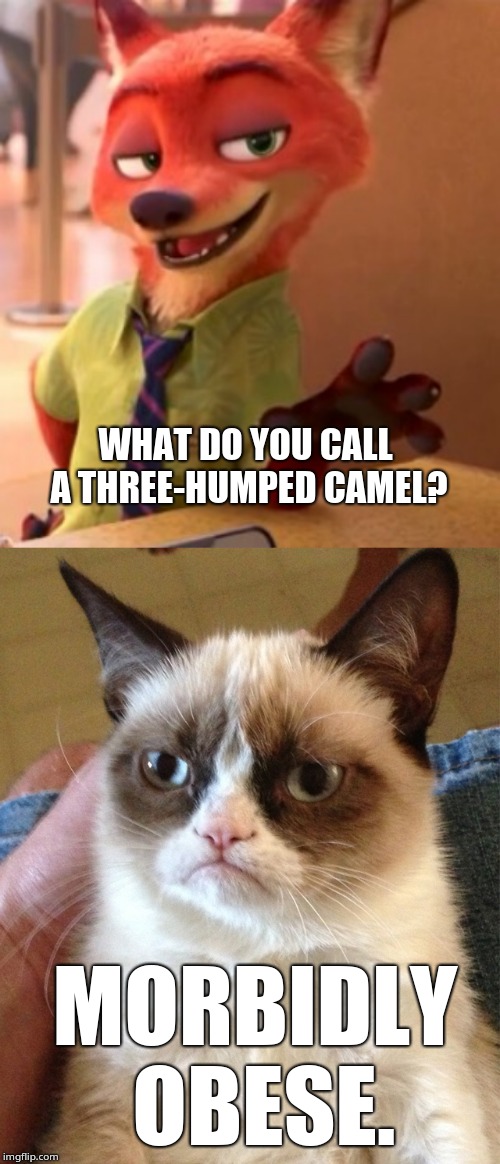 I prefer thicc tbh | WHAT DO YOU CALL A THREE-HUMPED CAMEL? MORBIDLY OBESE. | image tagged in grumpy cat,cat,cats | made w/ Imgflip meme maker