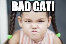 mad kid | BAD CAT! | image tagged in mad kid | made w/ Imgflip meme maker