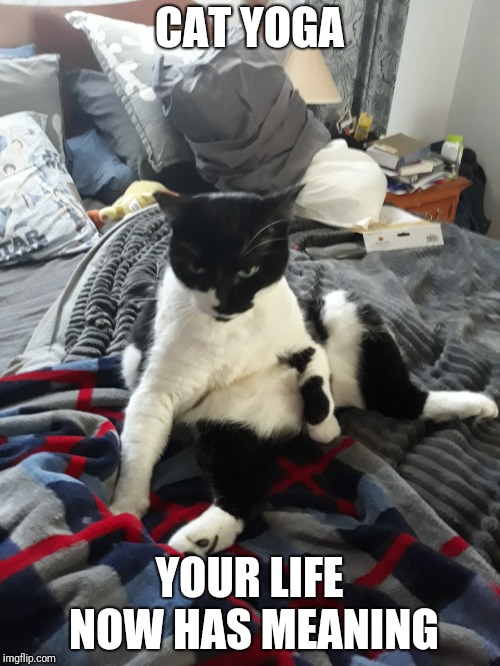 CAT YOGA; YOUR LIFE NOW HAS MEANING | image tagged in cats,cat yoga | made w/ Imgflip meme maker