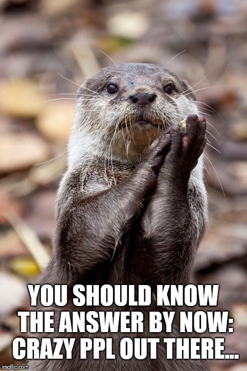 Slow-Clap Otter | YOU SHOULD KNOW THE ANSWER BY NOW: CRAZY PPL OUT THERE... | image tagged in slow-clap otter | made w/ Imgflip meme maker
