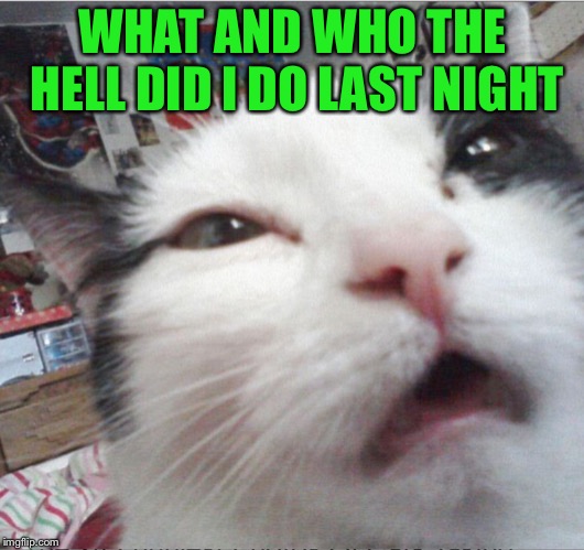 Groggy Cat | WHAT AND WHO THE HELL DID I DO LAST NIGHT | image tagged in cats,memes,hungover,drunk | made w/ Imgflip meme maker