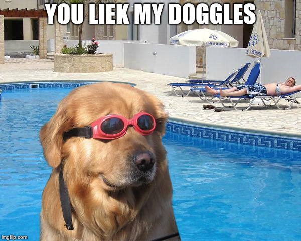 doggo | YOU LIEK MY DOGGLES | image tagged in doggo | made w/ Imgflip meme maker