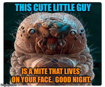 Sweet Dreams | THIS CUTE LITTLE GUY; IS A MITE THAT LIVES ON YOUR FACE.  GOOD NIGHT. | image tagged in scary,facial,skin,creatures,funny memes | made w/ Imgflip meme maker