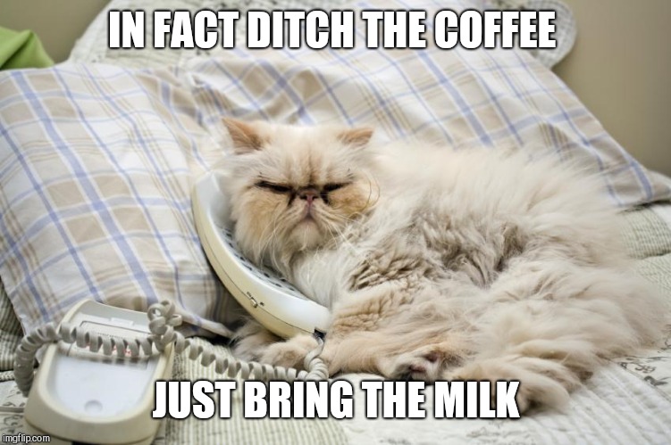 Cat on phone | IN FACT DITCH THE COFFEE JUST BRING THE MILK | image tagged in cat on phone | made w/ Imgflip meme maker