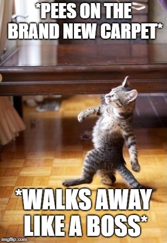 Cool Cat Stroll | *PEES ON THE BRAND NEW CARPET*; *WALKS AWAY LIKE A BOSS* | image tagged in memes,cool cat stroll | made w/ Imgflip meme maker