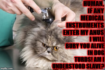 HUMAN, IF ANY MEDICAL INSTRUMENTS ENTER MY ANUS; I WILL BURY YOU ALIVE IN DOG TURDS! AM I UNDERSTOOD SLAVE? | image tagged in dog turds | made w/ Imgflip meme maker