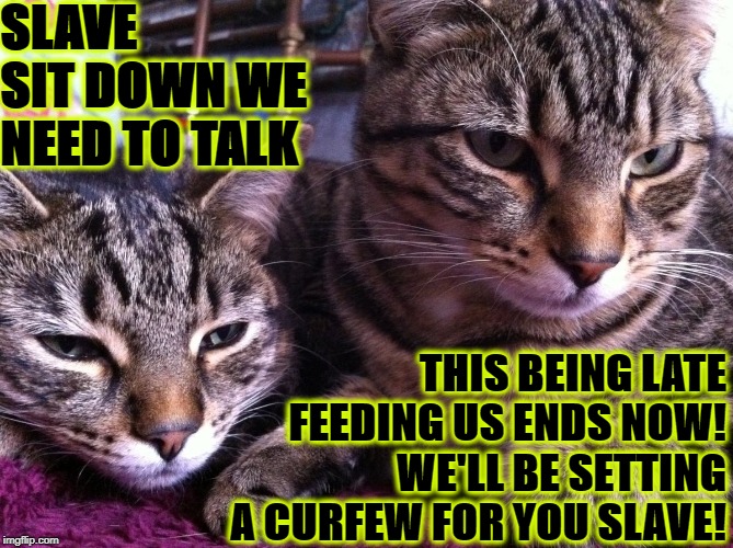 SLAVE SIT DOWN WE NEED TO TALK; THIS BEING LATE FEEDING US ENDS NOW! WE'LL BE SETTING A CURFEW FOR YOU SLAVE! | image tagged in curfew for slave | made w/ Imgflip meme maker