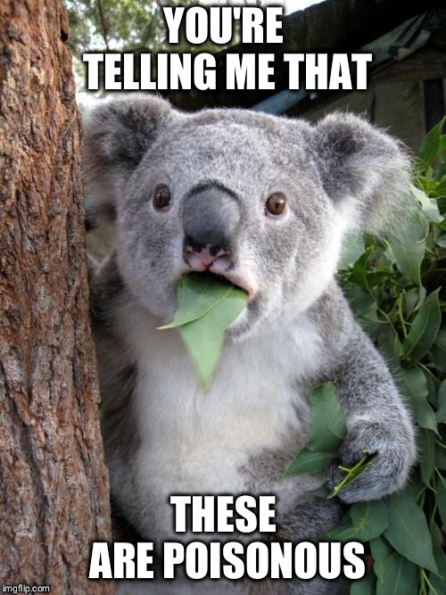 Surprised Koala | YOU'RE TELLING ME THAT; THESE ARE POISONOUS | image tagged in memes,surprised koala | made w/ Imgflip meme maker