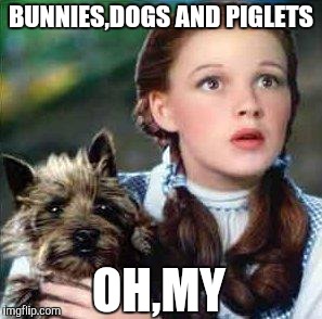 dorothy | BUNNIES,DOGS AND PIGLETS OH,MY | image tagged in dorothy | made w/ Imgflip meme maker