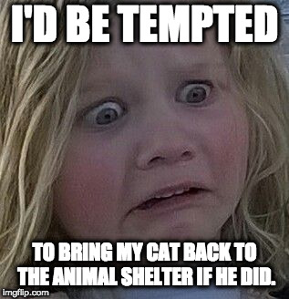 scared kid | I'D BE TEMPTED TO BRING MY CAT BACK TO THE ANIMAL SHELTER IF HE DID. | image tagged in scared kid | made w/ Imgflip meme maker