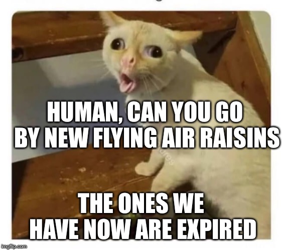 Coughing Cat | HUMAN, CAN YOU GO BY NEW FLYING AIR RAISINS; THE ONES WE HAVE NOW ARE EXPIRED | image tagged in coughing cat | made w/ Imgflip meme maker