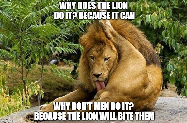 lion licking balls | WHY DOES THE LION DO IT? BECAUSE IT CAN; WHY DON'T MEN DO IT? BECAUSE THE LION WILL BITE THEM | image tagged in lion licking balls | made w/ Imgflip meme maker