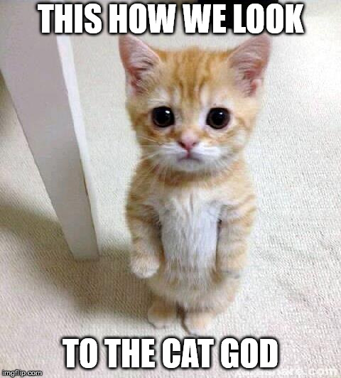 Cute Cat Meme | THIS HOW WE LOOK; TO THE CAT GOD | image tagged in memes,cute cat | made w/ Imgflip meme maker
