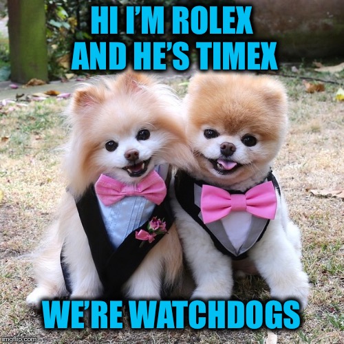 Cute Poms | HI I’M ROLEX AND HE’S TIMEX; WE’RE WATCHDOGS | image tagged in watches,poms | made w/ Imgflip meme maker