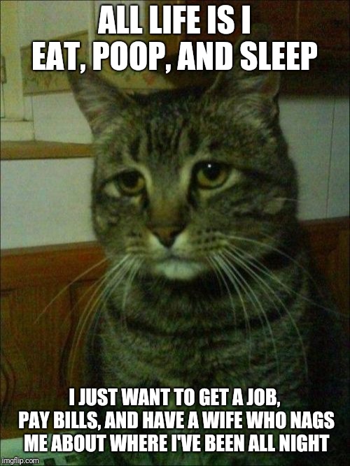 Depressed Cat Meme | ALL LIFE IS I EAT, POOP, AND SLEEP; I JUST WANT TO GET A JOB, PAY BILLS, AND HAVE A WIFE WHO NAGS ME ABOUT WHERE I'VE BEEN ALL NIGHT | image tagged in memes,depressed cat | made w/ Imgflip meme maker