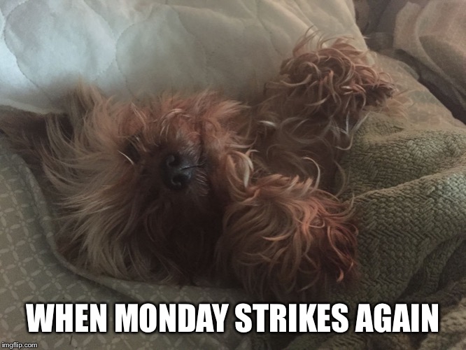 WHEN MONDAY STRIKES AGAIN | image tagged in when monday strikes again | made w/ Imgflip meme maker