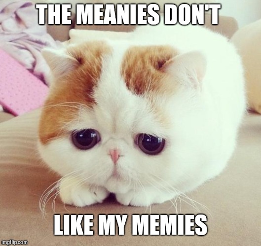 Sad Cat | THE MEANIES DON'T LIKE MY MEMIES | image tagged in sad cat | made w/ Imgflip meme maker