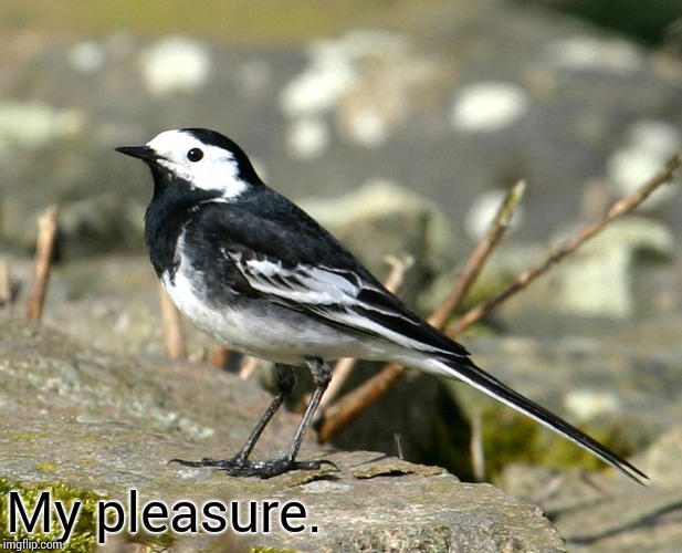 Savage Pied Wagtail | My pleasure. | image tagged in savage pied wagtail | made w/ Imgflip meme maker