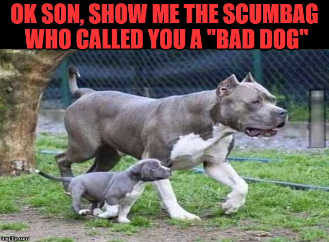 Never mess with the big dog's kid. | OK SON, SHOW ME THE SCUMBAG WHO CALLED YOU A "BAD DOG" | image tagged in bad dog | made w/ Imgflip meme maker