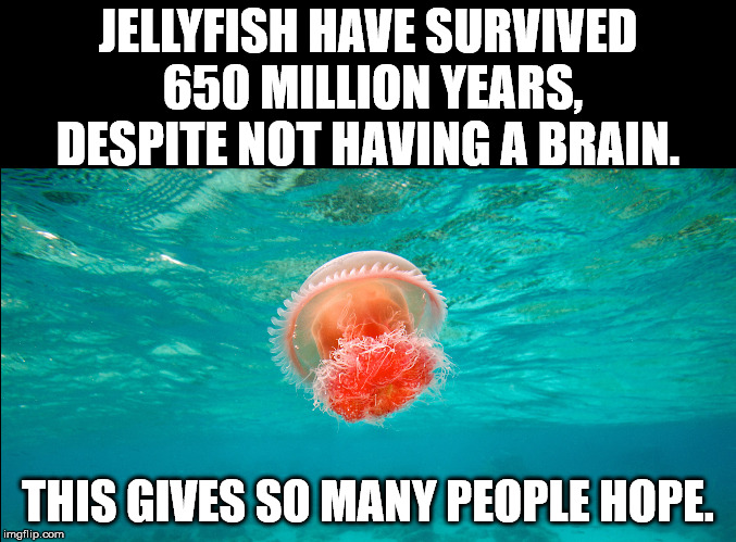 JELLYFISH HAVE SURVIVED 650 MILLION YEARS, DESPITE NOT HAVING A BRAIN. THIS GIVES SO MANY PEOPLE HOPE. | image tagged in jellyfish | made w/ Imgflip meme maker