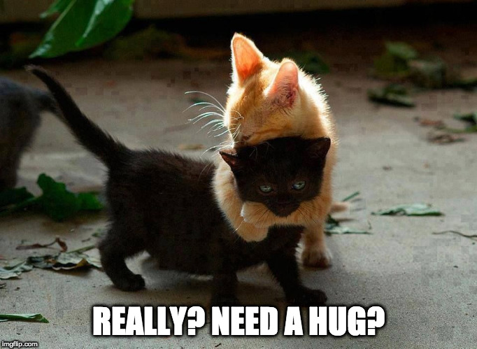 kitten hug | REALLY? NEED A HUG? | image tagged in kitten hug | made w/ Imgflip meme maker