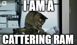 What do you call a cat who knocks things off tables? |  I AM A; CATTERING RAM | image tagged in cattering ram,cats,memes,cat,funny cats,funny cat memes | made w/ Imgflip meme maker