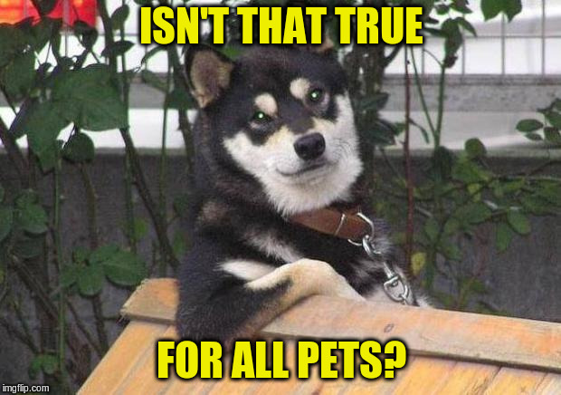 Cool dog | ISN'T THAT TRUE FOR ALL PETS? | image tagged in cool dog | made w/ Imgflip meme maker