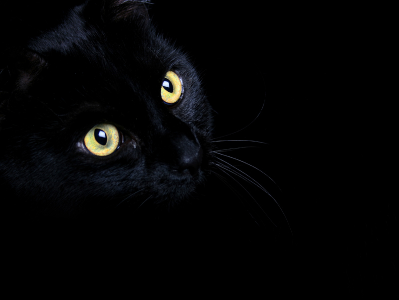 Metaphysical kitty Blank Meme Template