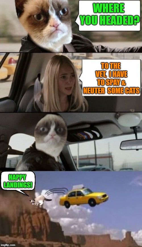 The Grump Driving | WHERE YOU HEADED? TO THE VET,  I HAVE TO SPAY & NEUTER  SOME CATS; HAPPY LANDINGS! | image tagged in funny memes,grumpy cat,cat,funny cat memes,veterinarian | made w/ Imgflip meme maker
