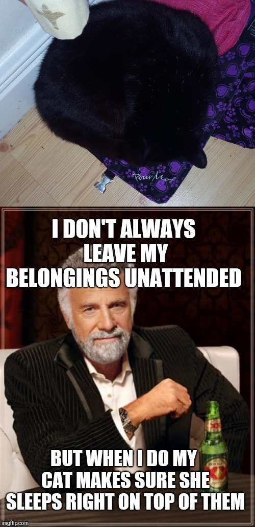 I DON'T ALWAYS LEAVE MY BELONGINGS UNATTENDED; BUT WHEN I DO MY CAT MAKES SURE SHE SLEEPS RIGHT ON TOP OF THEM | image tagged in memes,the most interesting man in the world | made w/ Imgflip meme maker
