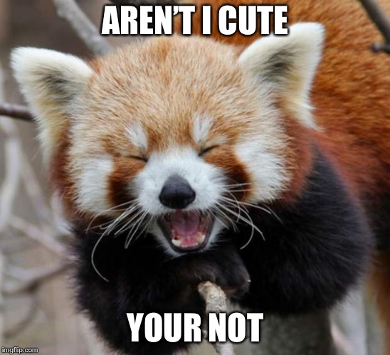 Red Panda | AREN’T I CUTE; YOUR NOT | image tagged in red panda | made w/ Imgflip meme maker