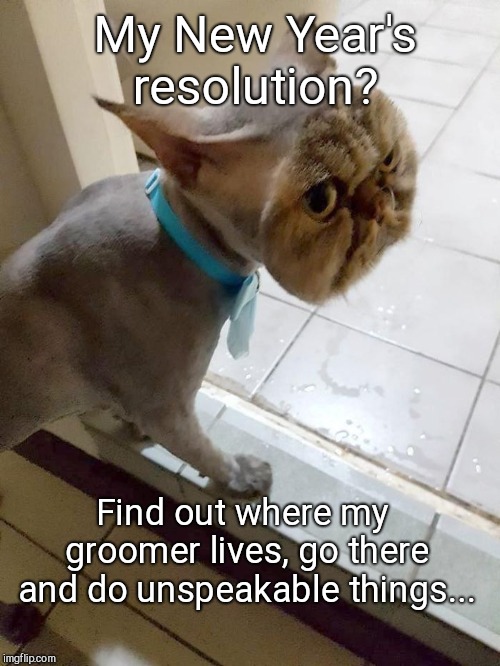 My New Year's resolution? Find out where my groomer lives, go there and do unspeakable things... | image tagged in resolution cat,weird,shaved cat,new years resolutions | made w/ Imgflip meme maker