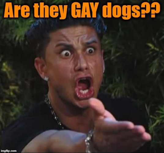 for crying out loud | Are they GAY dogs?? | image tagged in for crying out loud | made w/ Imgflip meme maker