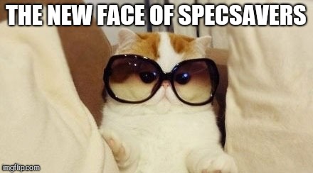 THE NEW FACE OF SPECSAVERS | image tagged in cat with glasses | made w/ Imgflip meme maker