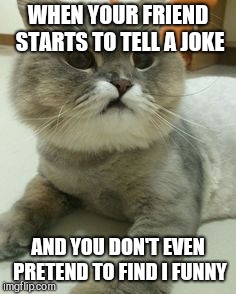 WHEN YOUR FRIEND STARTS TO TELL A JOKE; AND YOU DON'T EVEN PRETEND TO FIND I FUNNY | image tagged in cat,unimpressed | made w/ Imgflip meme maker