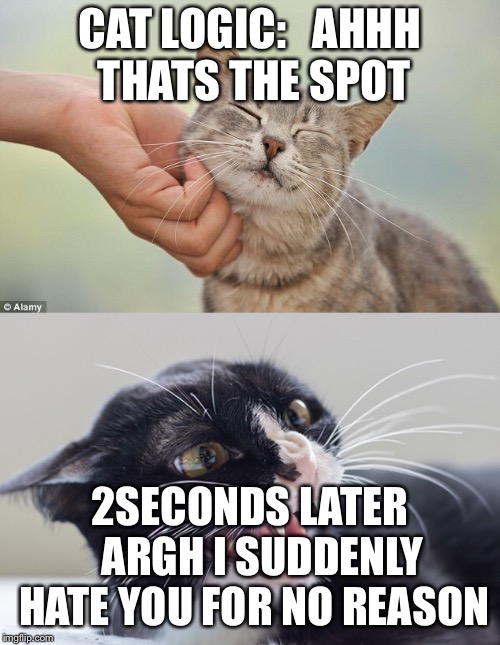 Cat logic | CAT LOGIC:


AHHH THATS THE SPOT; 2SECONDS LATER 

ARGH I SUDDENLY HATE YOU FOR NO REASON | image tagged in grumpy cat | made w/ Imgflip meme maker