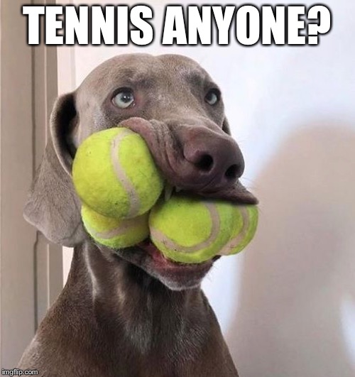 TENNIS ANYONE? | made w/ Imgflip meme maker