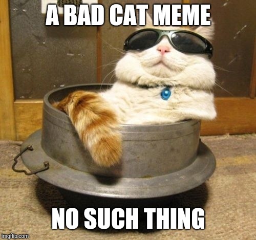 Cool cat | A BAD CAT MEME NO SUCH THING | image tagged in cool cat | made w/ Imgflip meme maker