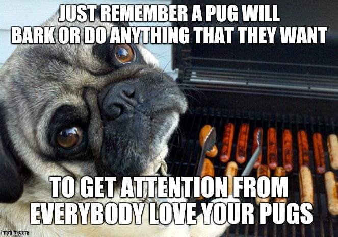 Pug BBQ | JUST REMEMBER A PUG WILL BARK OR DO ANYTHING THAT THEY WANT; TO GET ATTENTION FROM EVERYBODY LOVE YOUR PUGS | image tagged in pug bbq | made w/ Imgflip meme maker