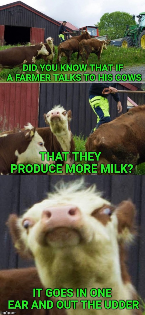 Bad pun cow  | DID YOU KNOW THAT IF A FARMER TALKS TO HIS COWS; THAT THEY PRODUCE MORE MILK? IT GOES IN ONE EAR AND OUT THE UDDER | image tagged in bad pun cow,bad pun,cow,milk,farmer | made w/ Imgflip meme maker