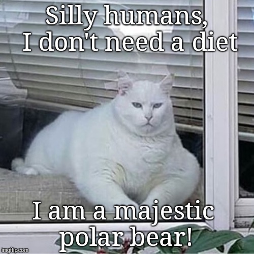 Silly humans, I don't need a diet; I am a majestic polar bear! | image tagged in majestic white,fat cat,white coat | made w/ Imgflip meme maker