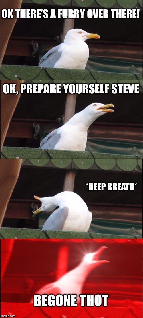 Inhaling Seagull | OK THERE’S A FURRY OVER THERE! OK, PREPARE YOURSELF STEVE; *DEEP BREATH*; BEGONE THOT | image tagged in memes,inhaling seagull | made w/ Imgflip meme maker