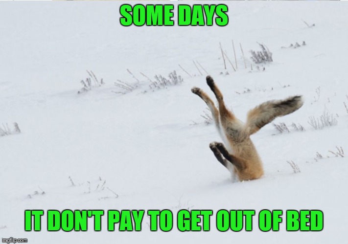 Sometimes life just sucks!!! | SOME DAYS; IT DON'T PAY TO GET OUT OF BED | image tagged in memes,funny,life sucks,fox in the snow,snow,bad day | made w/ Imgflip meme maker