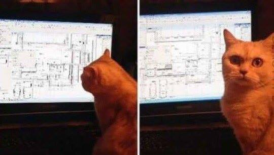 High Quality cat collapse engineer Blank Meme Template