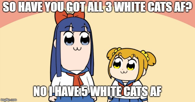SO HAVE YOU GOT ALL 3 WHITE CATS AF? NO I HAVE 5 WHITE CATS AF | made w/ Imgflip meme maker