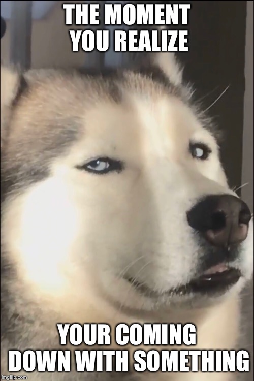 Suspicious Dog | THE MOMENT YOU REALIZE; YOUR COMING DOWN WITH SOMETHING | image tagged in dog,suspicious | made w/ Imgflip meme maker
