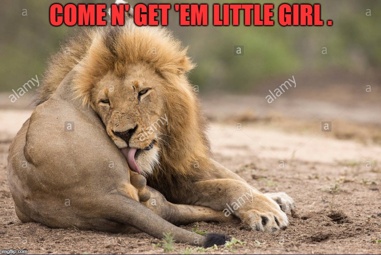COME N' GET 'EM LITTLE GIRL . | image tagged in lion balls | made w/ Imgflip meme maker