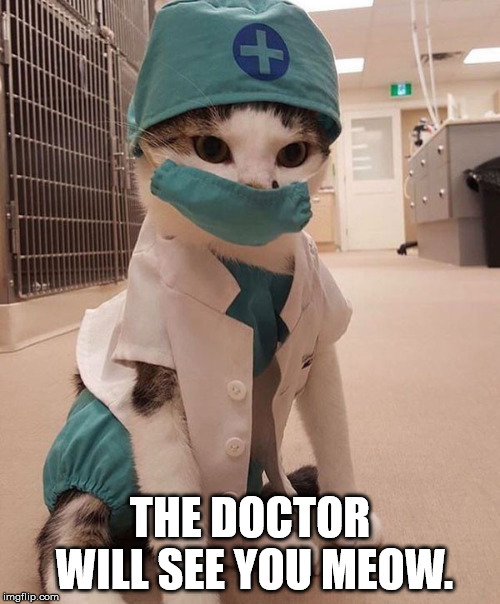meow | THE DOCTOR WILL SEE YOU MEOW. | image tagged in cat | made w/ Imgflip meme maker